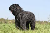BOUVIER DES FLANDRES 109